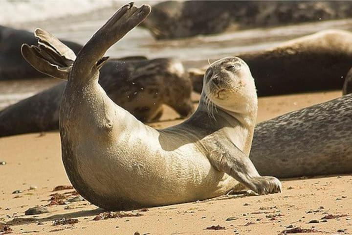Fabulous 2 Bedroom Dog Friendly Chalet 5 Min Walk To Beach, Nr Gt Yarmouth & Norfolk Broads Scratby Екстер'єр фото
